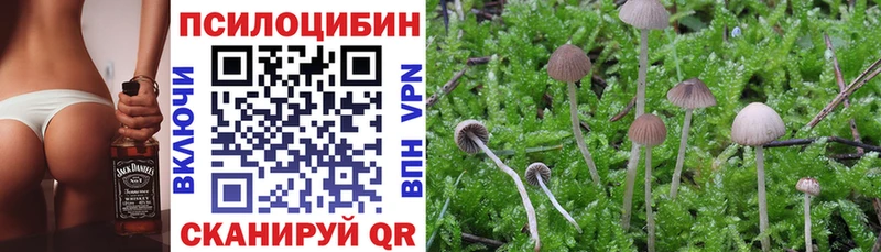 сколько стоит  Злынка  Псилоцибиновые грибы MAGIC MUSHROOMS 